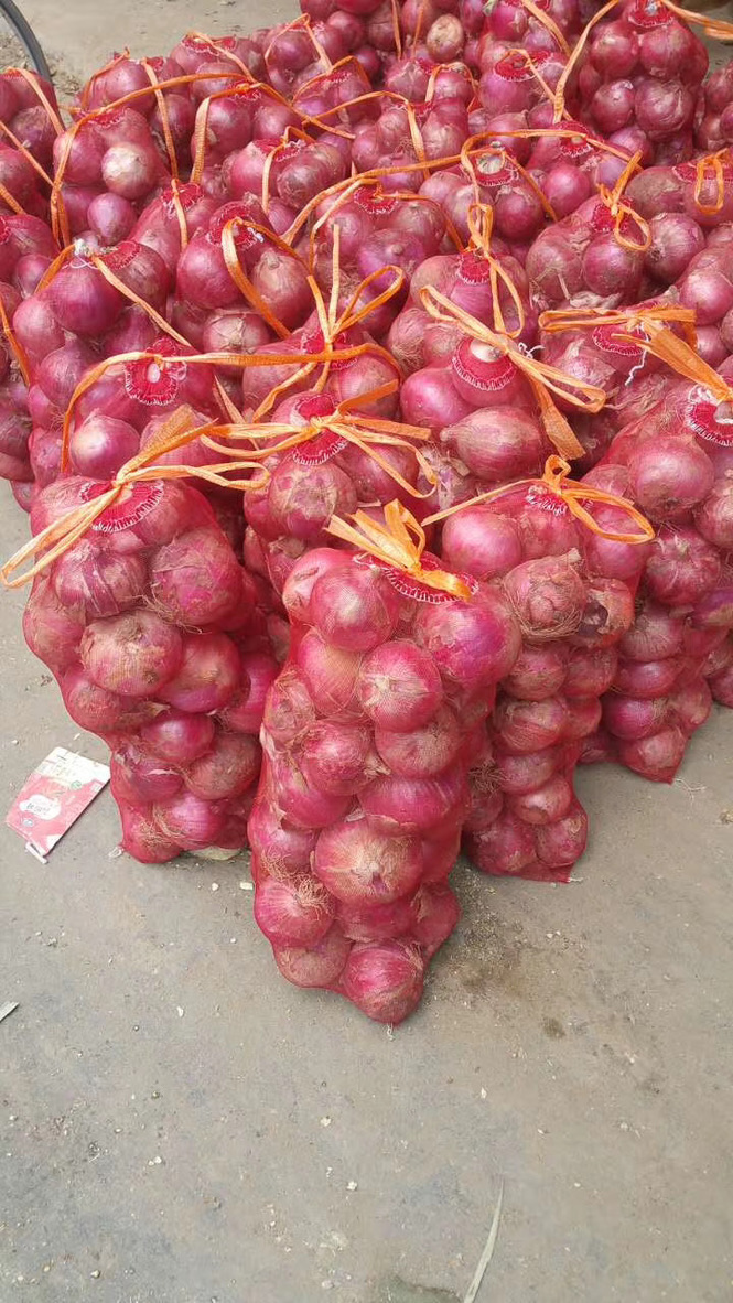 Onions in red mesh bags